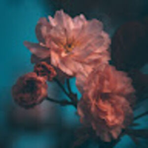 Meet your Posher, Kincade